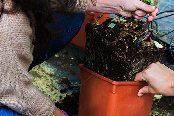 Messa a dimora delle piante